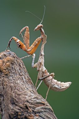 Ölü yaprak Praying Mantis