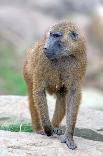 Guinea Baboon — Stock Photo, Image