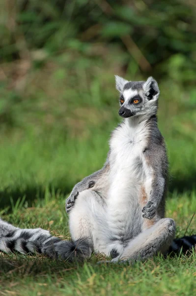 Lemur-de-cauda-anelada — Fotografia de Stock