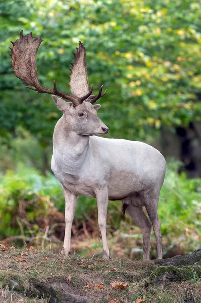 Fallow Deer — Stock Photo, Image