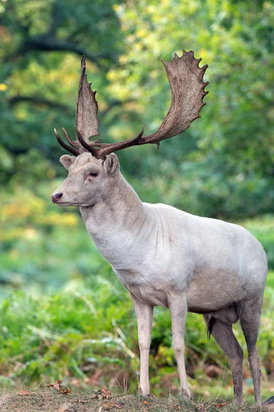 Dovhjort — Stockfoto