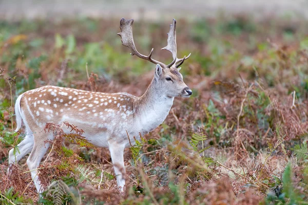 Fallow Deer — Stock Photo, Image