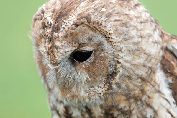 Tawny Owl — Stock Photo, Image