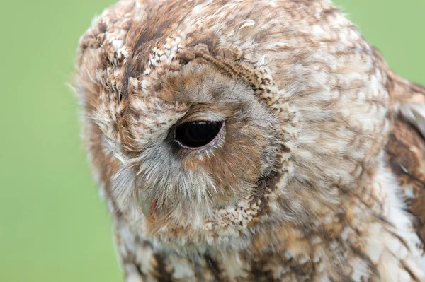 Búho Tawny — Foto de Stock