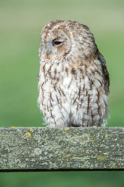 Búho Tawny — Foto de Stock