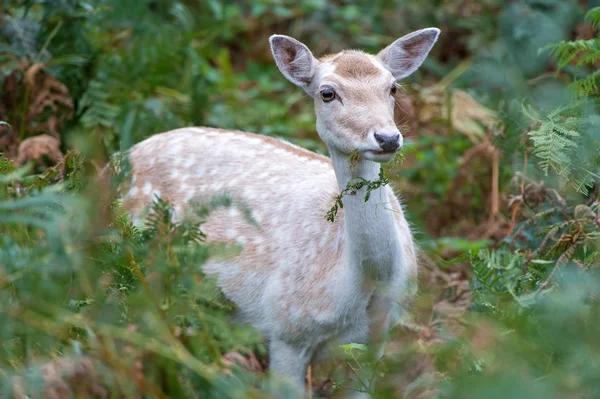 Fallow Deer — Stock Photo, Image