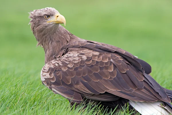 Águila de mar de cola blanca — Foto de Stock