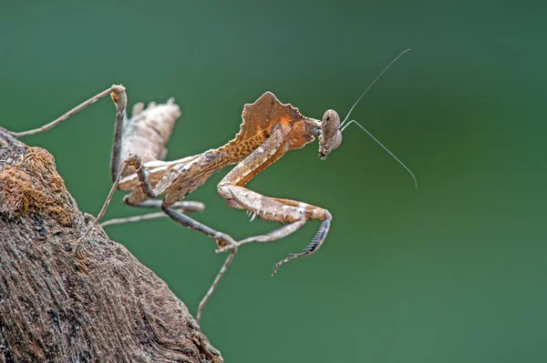 Dead Leaf Praying Mantis — Stock Photo, Image