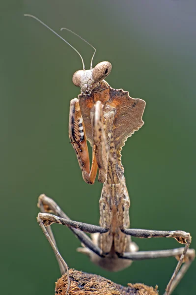 Dead Leaf Praying Mantis — Stock Photo, Image