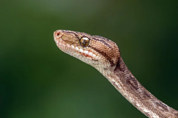 Amazon Tree Boa — Stock Photo, Image