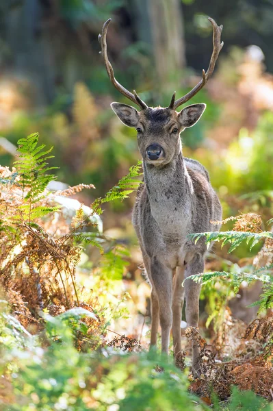 Fallow Deer — Stock Photo, Image