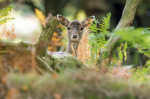 Fallow Deer — Stock Photo, Image