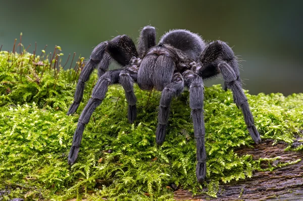 Brezilyalı siyah kadife Tarantula — Stok fotoğraf