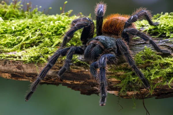 Garrafa verde tarântula azul — Fotografia de Stock