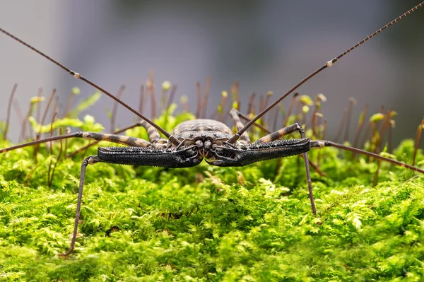 Escorpión de látigo — Foto de Stock