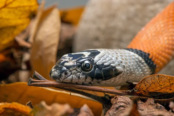 Mexikanska Bandad King Snake — Stockfoto