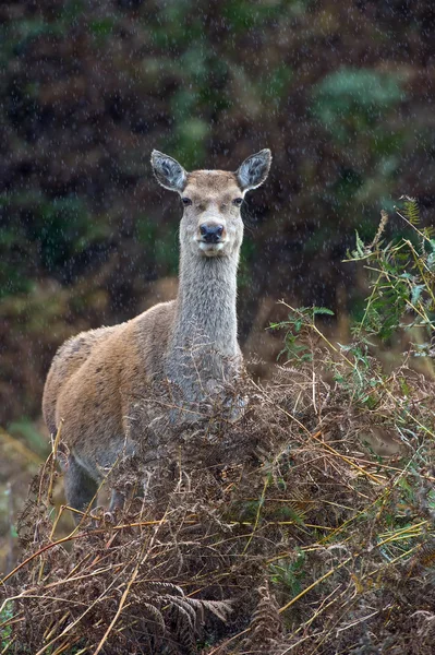 Cervo rosso posteriore — Foto Stock
