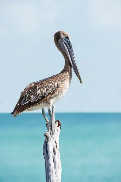 Pelican — Stock Photo, Image