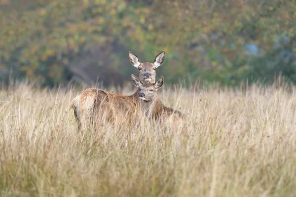 Red Deer Hind & Fawn — Stockfoto