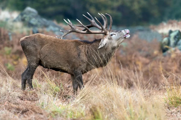 Red Deer Stag Bellowing — Stockfoto