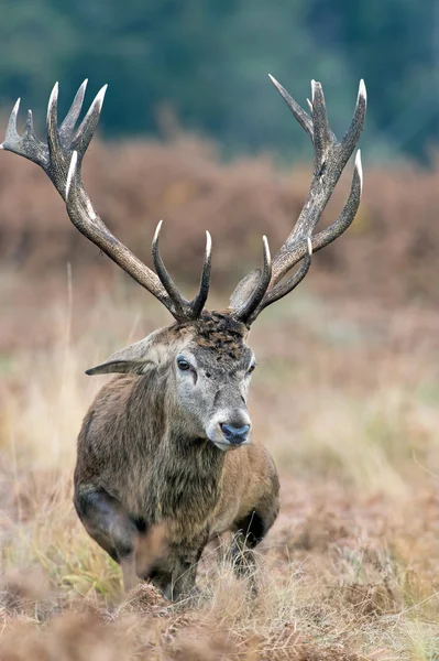 Kronhjort stag — Stockfoto