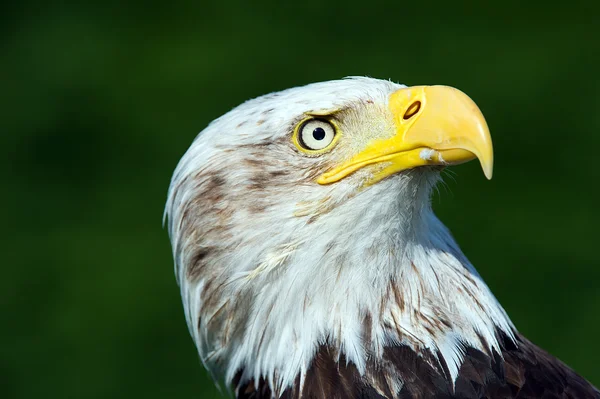 Kungsörn — Stockfoto