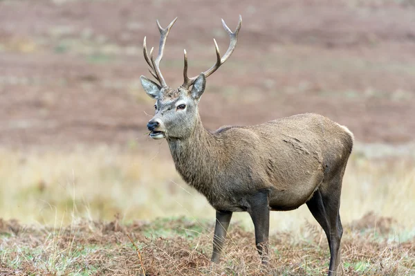 Red deer hert — Stockfoto