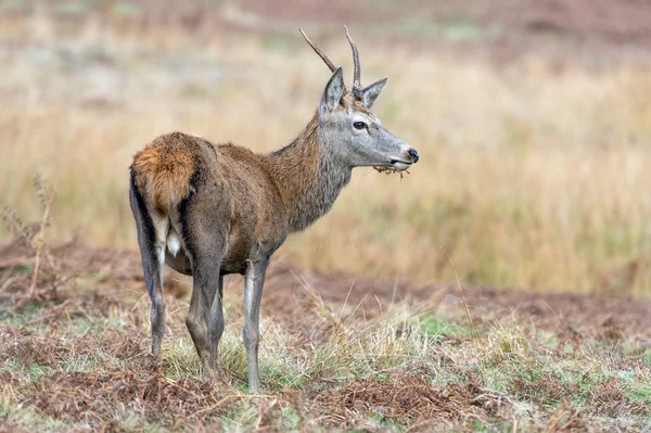 Red deer hert — Stockfoto