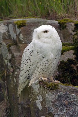 Kar Baykuşu (Bubo scandiacus)