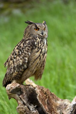 Kartal Baykuşu (Bubo bubo)