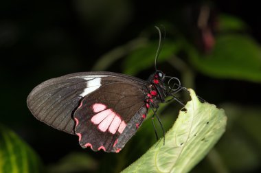 büyük mormon kelebek (papilio memnon)