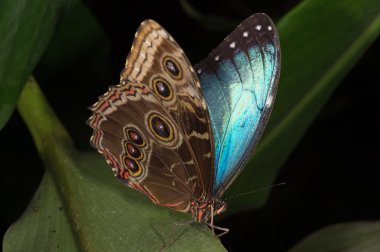 Blue Morpho Butterfly (morpho peleides) clipart