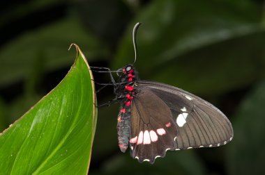 büyük mormon kelebek (papilio memnon)