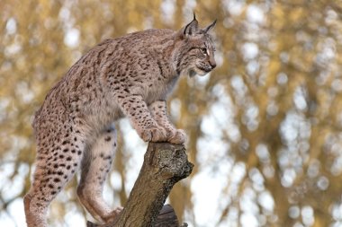 Eurasian Lynx clipart