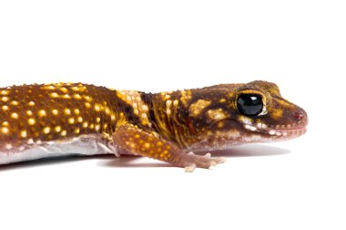 Avustralya havlayan Gecko (Underwoodisaurus Milii)