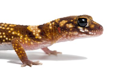 Avustralya havlayan Gecko (Underwoodisaurus Milii)
