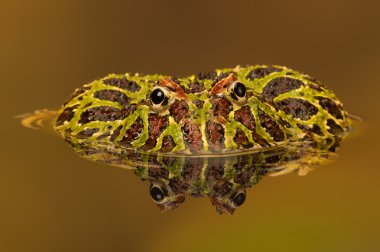 Arjantinli boynuzlu Kurbağa (Ceratophrys Ornata)
