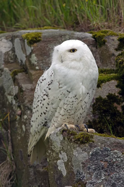Snowy Owl (bubo scandiacus) — Stock Photo, Image