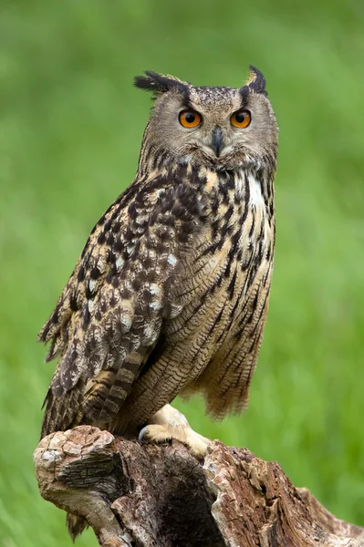 Uhu (Bubo bubo)) — Stockfoto