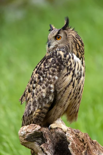 Búho águila (Bubo bubo ) — Foto de Stock