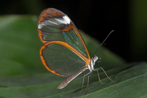 Farfalla di vetro (greta oto ) — Foto Stock