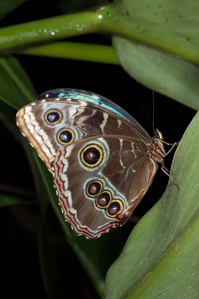 Blue Morpho Butterfly (morpho peleides) — Stock Photo, Image
