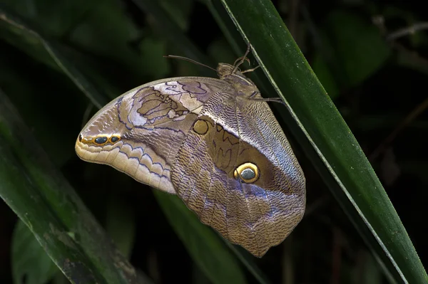 紫莫特蓝蝴蝶 (eryphanis 攻占) — 图库照片