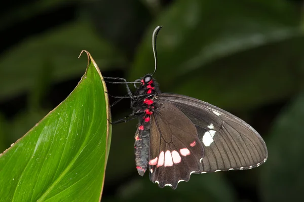 Stor mormonsommerfugl (papiliomemnon ) – stockfoto