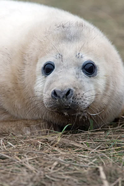 Atlantischer Kegelrobbenwelpe (halichoerus grypus)) — Stockfoto