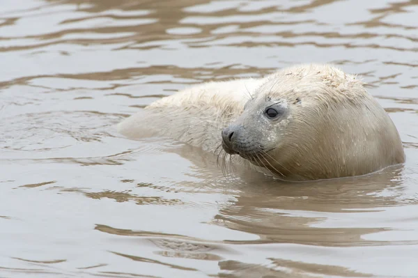 Atlantik gri fok yavrusu (halichoerus grypus) — Stok fotoğraf