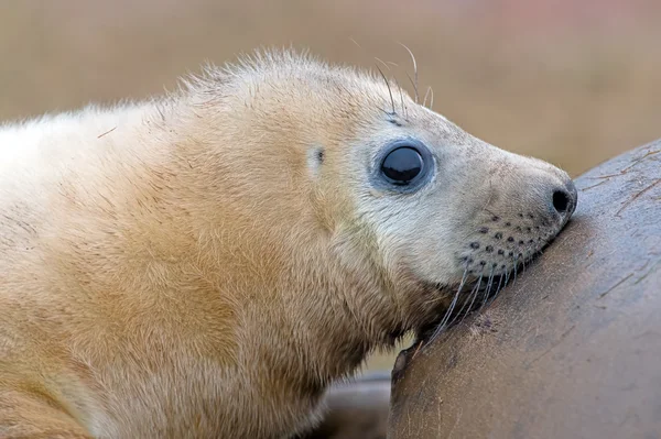 Filhote de foca cinzenta atlântica (Halichoerus grypus ) — Fotografia de Stock