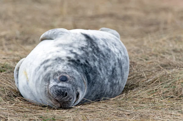 Атлантичний сірий ущільнення Pup (halichoerus grypus) — стокове фото