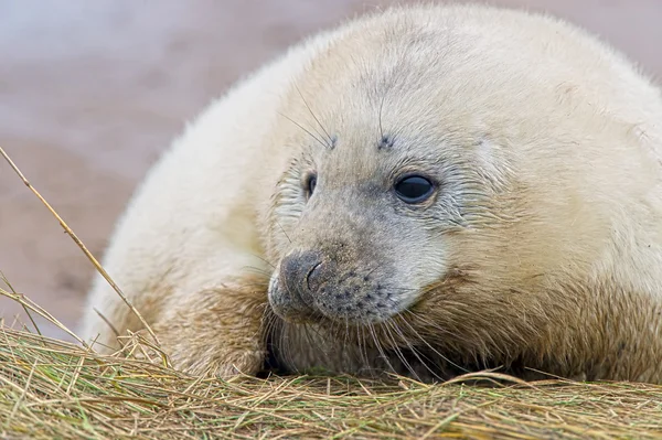 Filhote de foca cinzenta atlântica (Halichoerus grypus ) — Fotografia de Stock