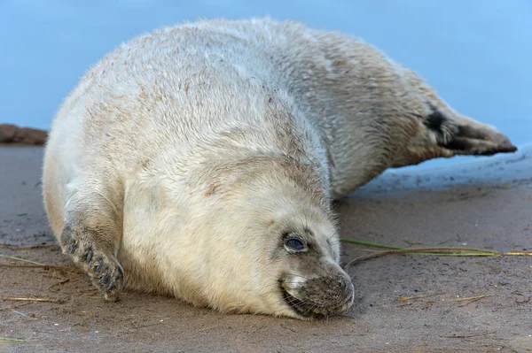 Atlantik gri fok yavrusu (halichoerus grypus) — Stok fotoğraf